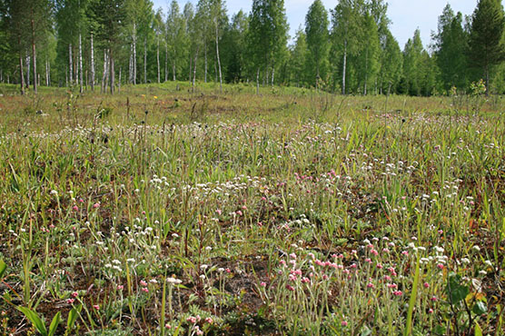 Avointa harjusinisiiven uutta elinympäristöä